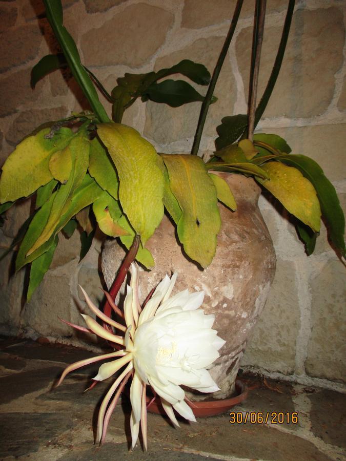 Les Mimosas Acomodação com café da manhã Menton Exterior foto